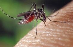 Першу в світі вакцину проти малярії випробують у 2018 році
