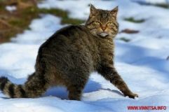 У лісах Вінниччини живуть дикі коти