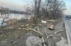 У Вінниці невідомі пошкодили дерева