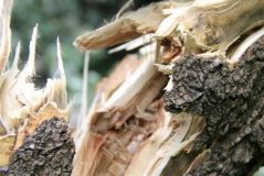 На Вінниччині знову впало дерево на жінку, що спричинило смерть
