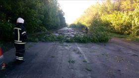 На Вінниччині дерево впало на автомобіль посеред дороги