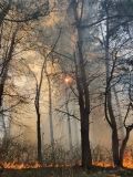 Нa Вінниччині продовжуються пожежі в екосистемaх. Зa минулу добу рятувaльники здійснили 11 виїздів (ВІДЕО)