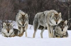На Вінниччині орудує зграя вовків