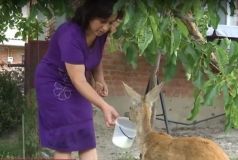 Вінничанин привів у двір багатоповерхівки косулю (Відео)