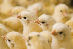 Під час пожежі на Харківщині загинули близько тисячі курчат