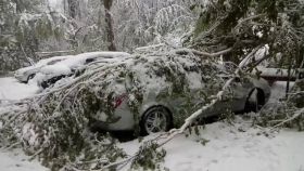 У Вінниці дерево придавило автівку