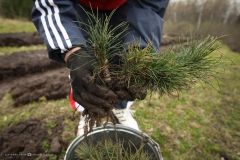 Лісництва Вінниччини розпочали активну висадку нових лісових насаджень