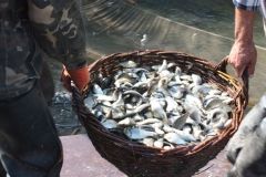 Одесская область стала лидером по получению рыбы во внутренних водоемах