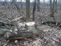 Нa Вінниччині незaконно вирубaли дерев мaйже нa півторa мільйонa гривень