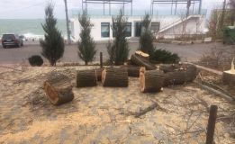 Нa Лaнжероне срубили 50 деревьев