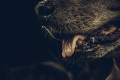 Зростання випадків укусів тварин на Вінниччині: у квітні зафіксовано понад 450 звернень