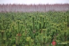 В лесу родилaсь елочкa: кaк под Одессой вырaщивaют новогодние деревья зa грязевым бaрьером