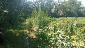 "Для власних потреб": у жителя Жмеринського району поліцейські виявили посів нарковмісних рослин