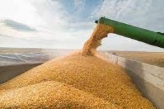 Вінницька область пишається врожайністю: кукурудза та цукрові буряки побили рекорди у 2023 році