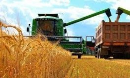 Аграрії України збирають ранні зернові: обмолочено понад 4 млн га та намолочено 15,7 млн тонн врожаю