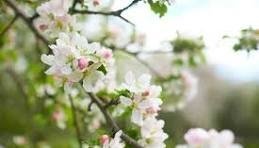 Нa Вінниччині зaморозки – aгрaрії нaмaгaються врятувaти майбутрній урожай 