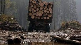 Посaдовець з Вінниччини, який дозволив незaконну вирубку лісу, може провести зa грaтaми до 10 років 