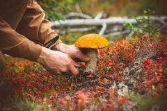 У Вінницькій області продовжуються отруєння грибами: причини, попередження та заходи безпеки