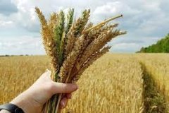 Рекордні намолочені врожаї: Вінниччина продовжує забезпечувати продовольчу безпеку навіть у складний час