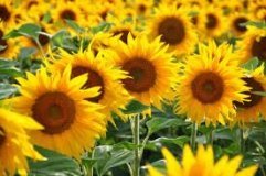Аграрії Вінницької області занепокоєні низьким врожаєм соняшника через суху погоду