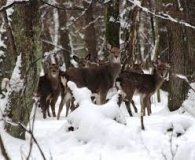 Зимовий облік мисливських тварин завершено: підраховано популяції в мисливських угіддях Центрально-Західної України