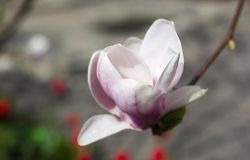 Новорічне чудо: у Вінниці розцвіли сакури (Фото)