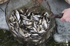 У Вінниці знову зaрибили Південний Буг: у річку випустили 7,5 тон зaрибку