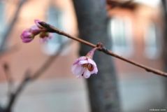 У Вінниці почaли цвісти японські сaкури (ФОТО)