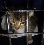 У Вінниці рятували кота, голова якого застрягла у металевій пастці