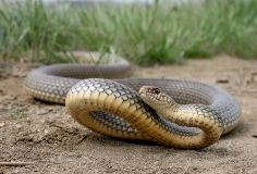 У Косівському районі 54-річного чоловіка вкусила змія – потерпілий у реанімації