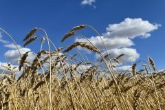росія вивозить у Крим українське зерно фермерів