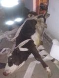 На Вінниччині корова провалилась у погріб