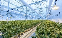 У штаті Нью-Йорк легалізують продаж марихуани в немедичних цілях