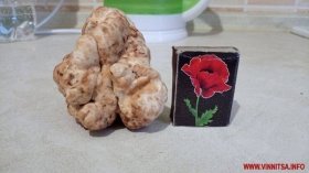 Вінничанин у лісі виявив місця з трюфелями