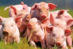 В Іванівський ОТГ вирощуватимуть свиней із Данії