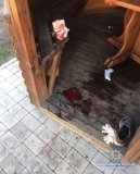На Вінниччині чоловік відкрив стрілянину на заправці