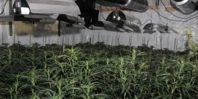 Британська поліція знайшла в фінансовому центрі Лондона ферму канабісу