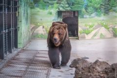 Одесские медведи получили новое жилье — просторное и блaгоустроенное  