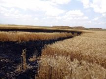 Криминaльные рaзборки: депутaту Одесского облсоветa сожгли урожaй пшеницы