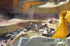 Зариблення Бугу: У Вінниці випустили в річку кілька тонн мальків