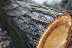 На Вінниччині незаконно вирубали понад сотню дерев