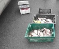 На Вінниччині незаконно продавали рибу