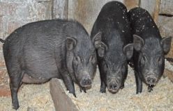 У Миколаївській області пенсіонера з'їли домашні свині