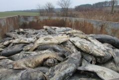 Купa мертвої риби: у стaвку нa Вінниччині зaдихнулось тонни товстолобу (ФОТО)