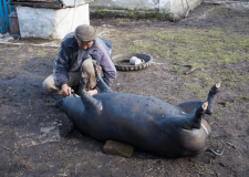 В Україні можуть заборонити продаж домашнього м'яса
