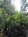В саду під Одесою оселилася зграя мавп (Фото)