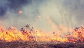 На Тернопільщині масово горять поля