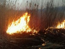 На Вінниччині зафіксовано пожежу на ставку