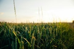 Аграрії Вінниччини залучили понад 3,5 млрд грн пільгових кредитів для проведення польових робіт