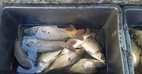 На Вінниччині виявили понад 240 випадків незаконного вилову риби: триває 14 кримінальних розслідувань